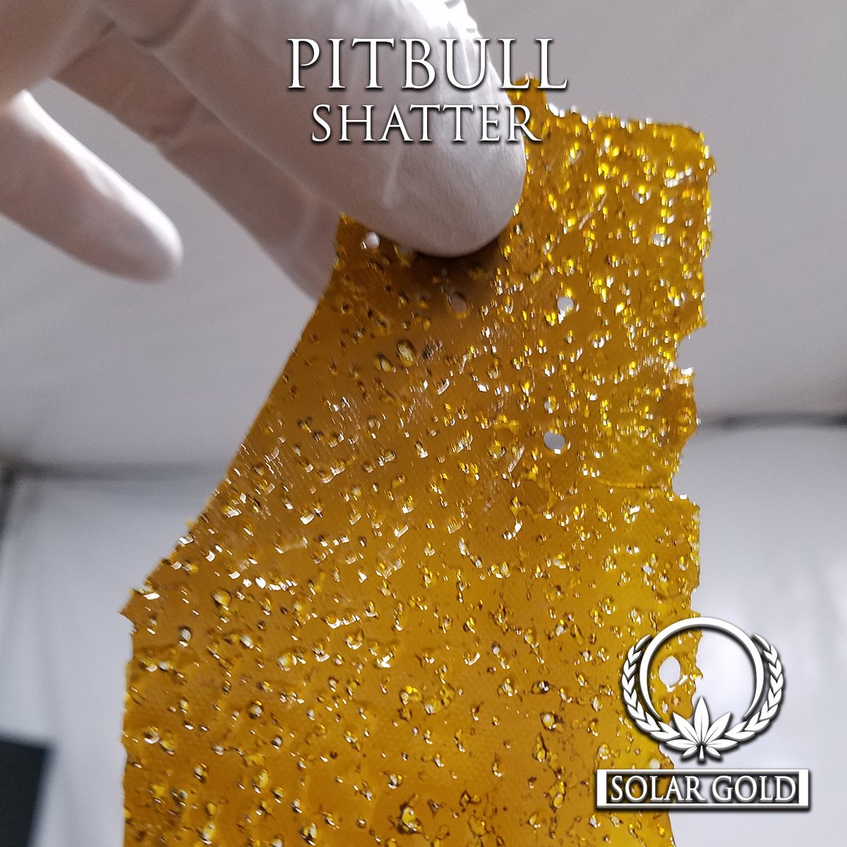 TeamSolarGold's tweet image. Fresh run of Pitbull coming soon! 🐶