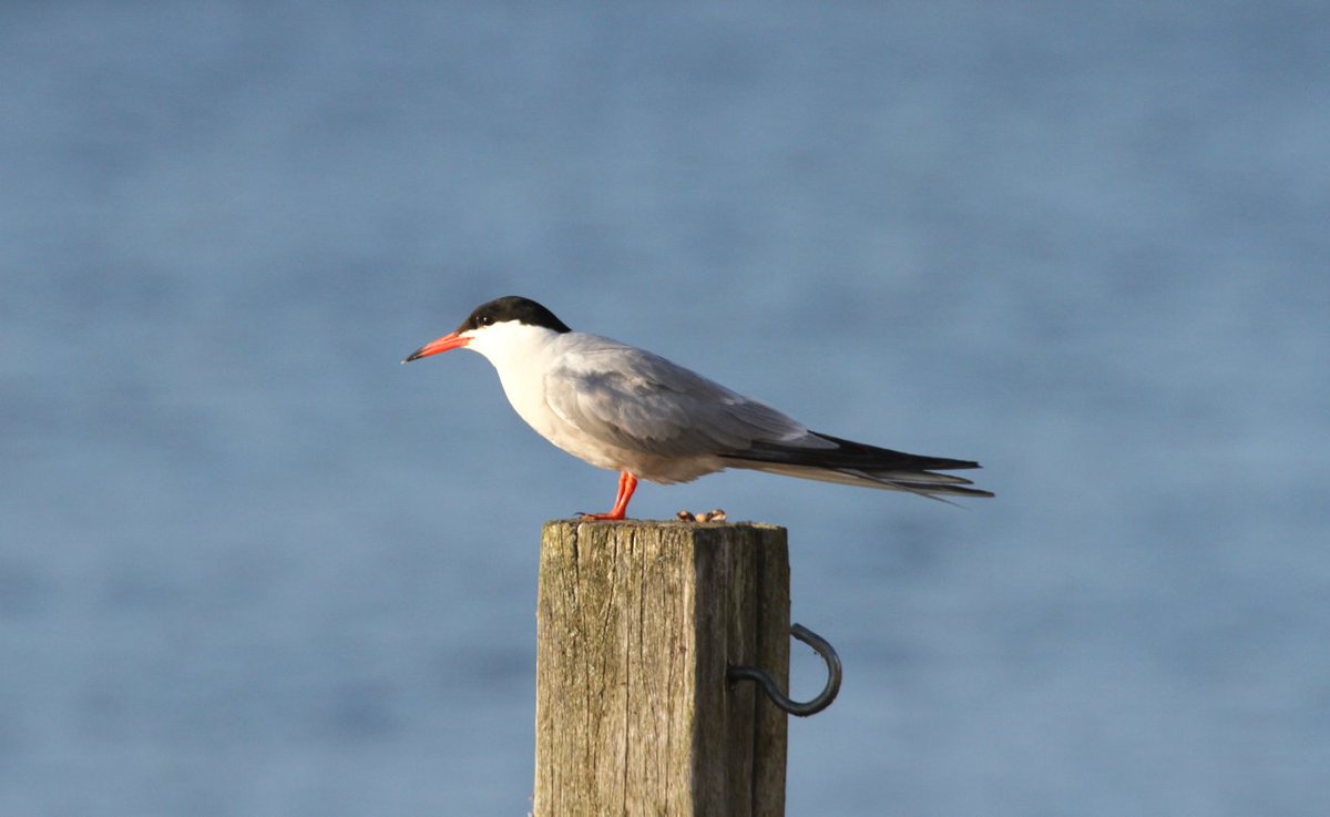 SteveBackshall's tweet photo. Common tern looking wistful https://t.co/UdIUPYoNvO