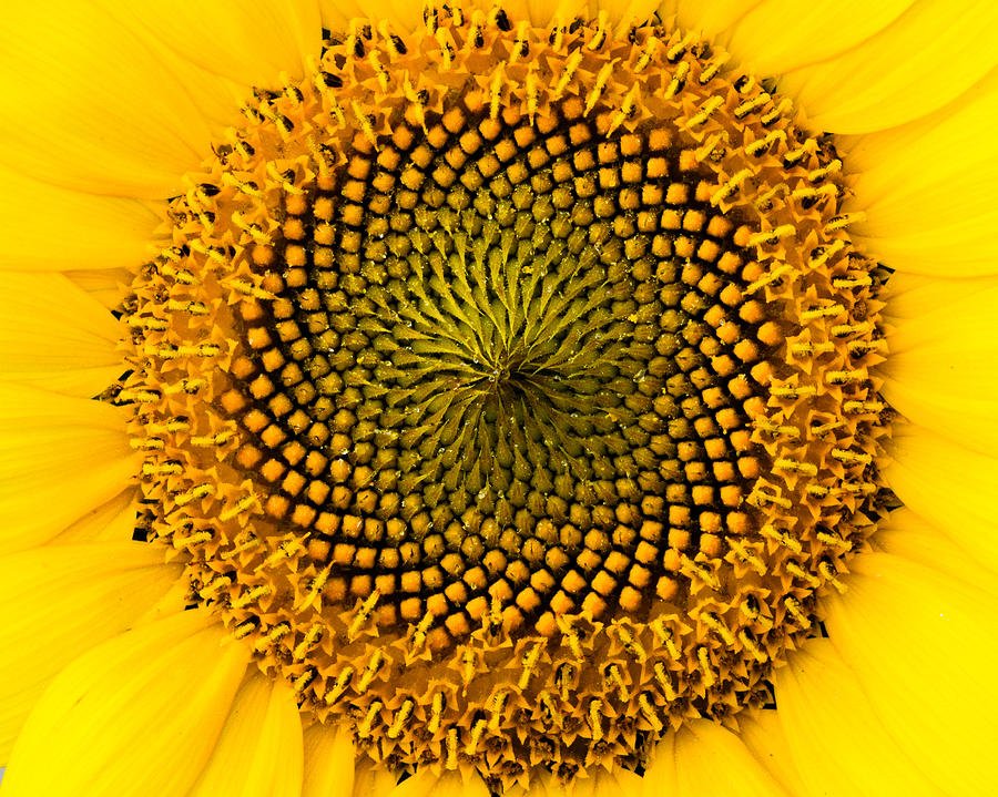 agrocreciendo's tweet image. #Girasol Las semillas forman un patrón matemático (Fibonacci) 1, 2, 3, 5, 8, 13, 21, 34. Cada n° es la suma de los dos anteriores (34=21+13)