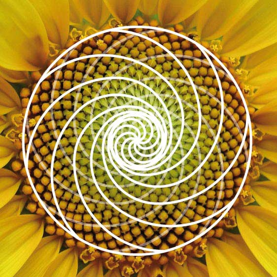 agrocreciendo's tweet image. #Girasol Las semillas forman un patrón matemático (Fibonacci) 1, 2, 3, 5, 8, 13, 21, 34. Cada n° es la suma de los dos anteriores (34=21+13)