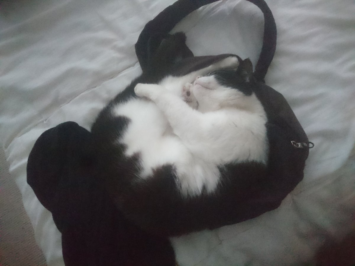 ShreenCatNurse's tweet photo. How badly do I need the bag? Not enough to wake her. #CatsOfTwitter 😍#lovemycat https://t.co/7D39Ughsbs