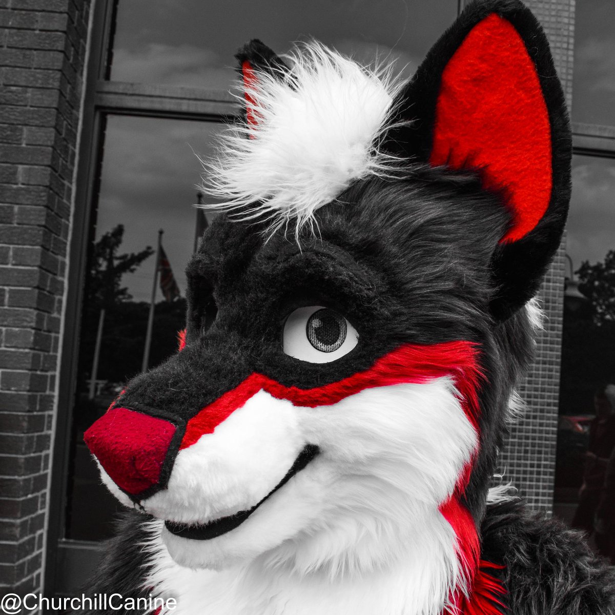 ChurchillCanine's tweet photo. I went full Sin City when editing this photo. #CFz2016 #FursuitFriday https://t.co/5po0Bk3rbD