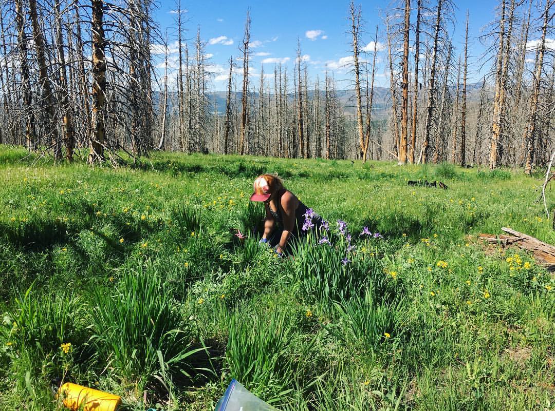 dawsonfairbanks's tweet photo. Field season begins with sampling #soil in high elevation forest meadows at the #Jemez River Basin @CJCZO @criticalzoneorg https://t.co/KnFgDLtjuS