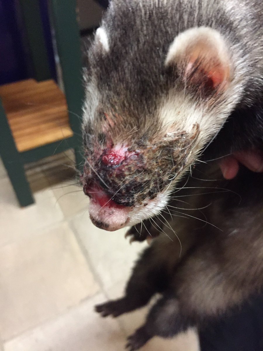 Ferret_Aid's tweet photo. https://t.co/EsrH8FNeoc

Cruelty and neglect. https://t.co/qqpLaAn0M5