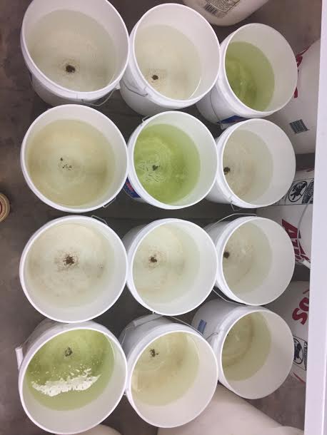 maggiej0hns0n's tweet photo. Day 7 of the nutrient bioassay experiment and our littlest mesocosms are looking great! #REUstreamteam @NSF @OSU_Research https://t.co/T37yDL52jB