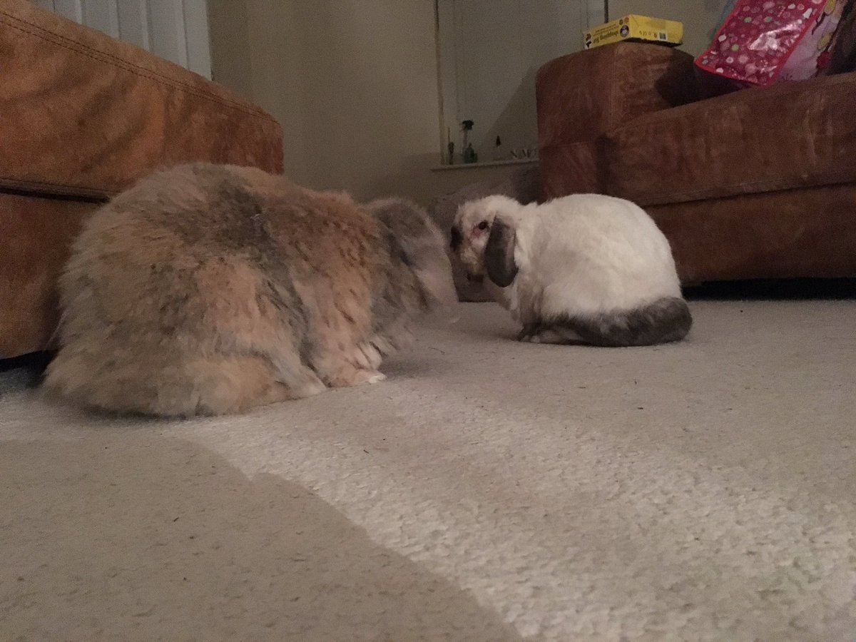 obanhousebunny's tweet photo. Day 25 of Project 'Milton lives' Here he is...living...bite free... #tedium #patiencerunningout https://t.co/vKqPiy6PwL