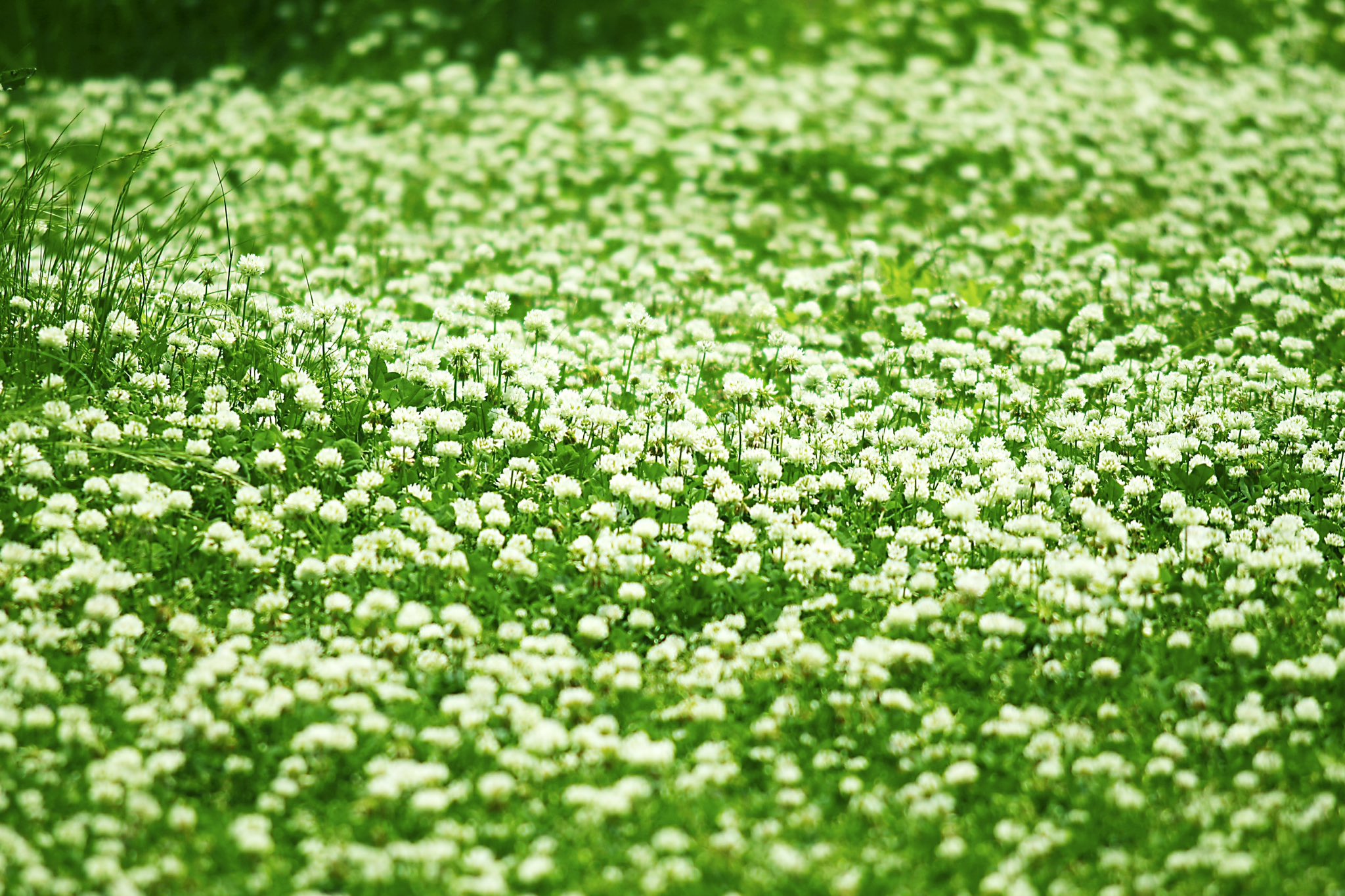 はな言葉 葉菜桜花子 新刊発売 きょう6月17日は ドイツ統一の日 アイスランド独立記念日 砂漠化および干ばつと闘う世界デー 誕生花はシロツメクサ 花言葉は 幸福 幸運 T Co 3rm5xgmb8c Twitter