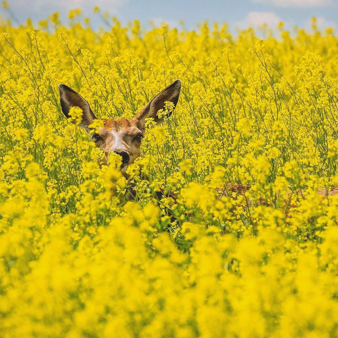 Spot the local. 
📷: @raffowls/IG