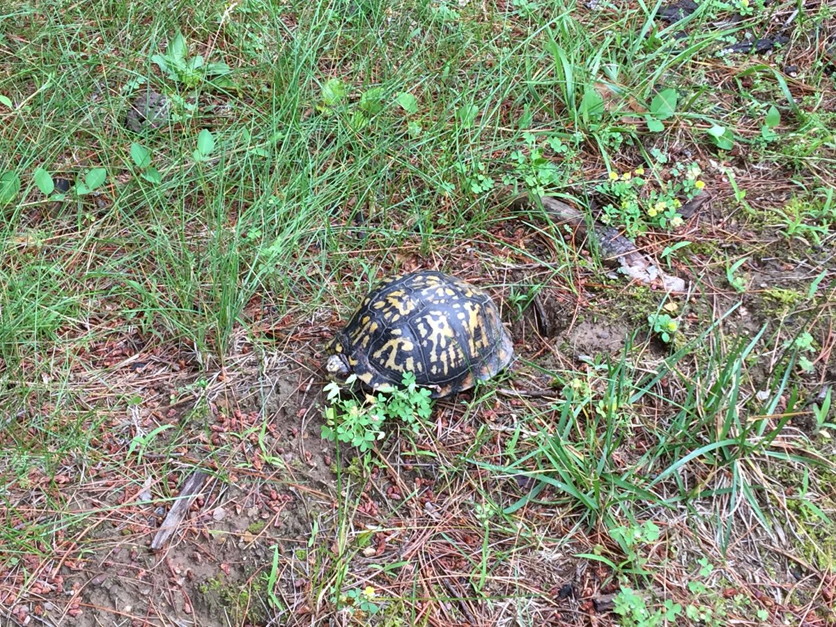 LKluber's tweet photo. Eggs at work were likely from box turtle then I came home to find this buddy in the yard. Z was upset it didn't lay any eggs. https://t.co/KpOVgsoMPv