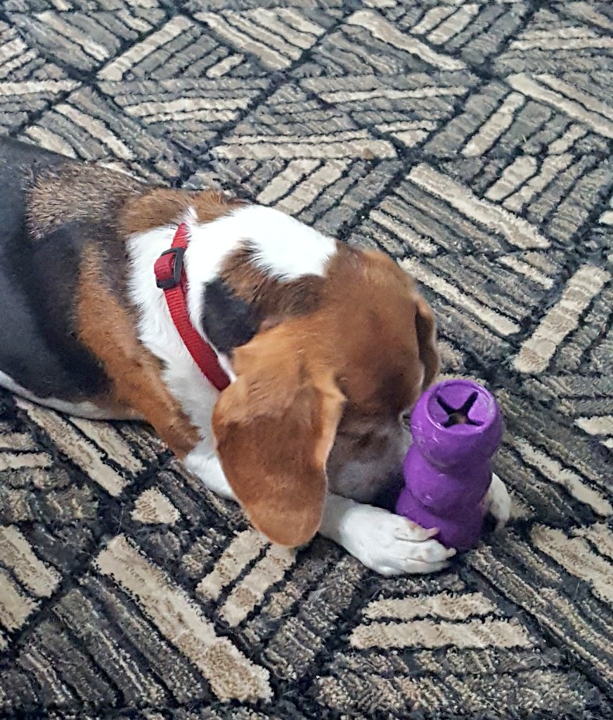 KempoThePug's tweet photo. Dora says her pawrayers that her kong will give her more food at night. #beagle #dogs #toocute https://t.co/LDYHinj1Bi