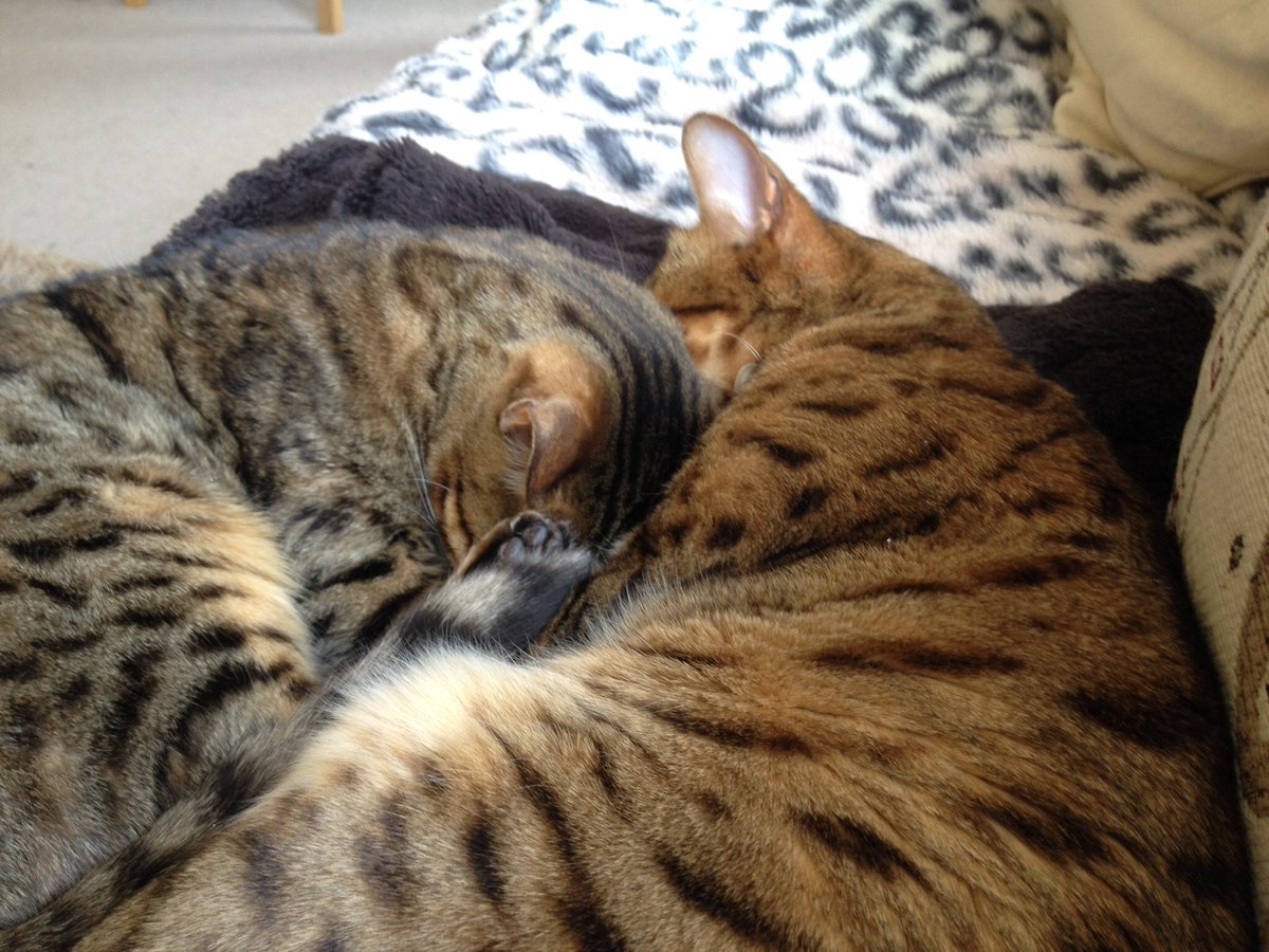 Archie_Puss's tweet photo. We loved you so much baby girl #sisterinthesky #otrb #bengalcat #siblingsnuggles #heartfulloflove https://t.co/dCWSRJjtQe