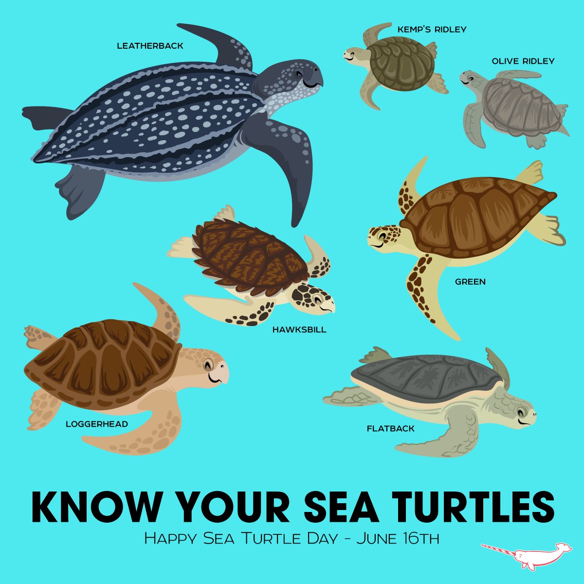 The Florida Aquarium on Twitter: "Did you know there are 7 sea turtle  species in the world? How many have you seen in the wild? #TurtleDay  #SeaTurtles #FloridaAquarium https://t.co/eO1rztQkb8" / Twitter
