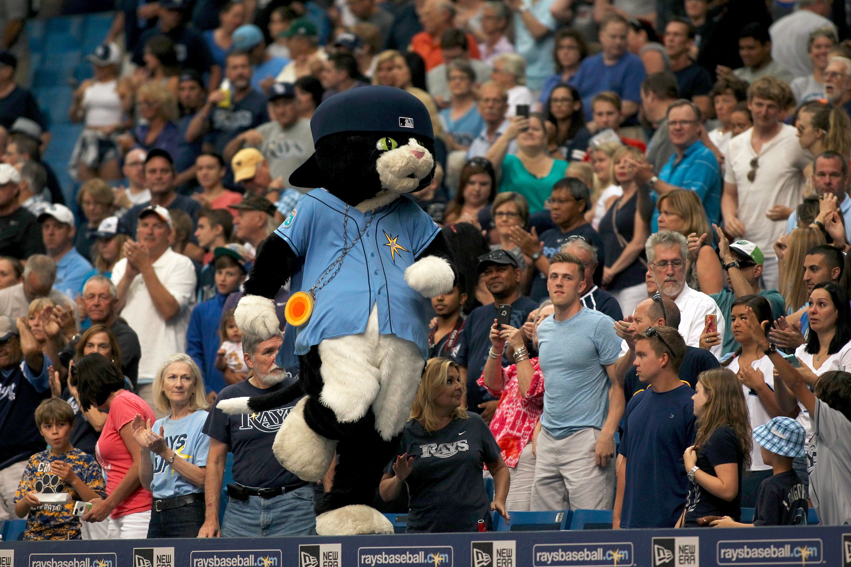 Tampa Bay Rays on X: @tigers DJ Kitty is a better cat than Paws.   / X