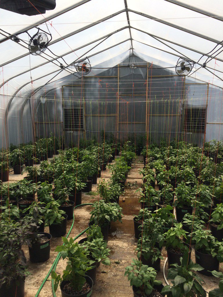 APS_pepperseeds's tweet photo. #hundredsofpeppers #capsicumannuum #capsicumchinense #capsicumbaccatum #capsicumpubescence #capsicumfrutescens https://t.co/CWBIrb166W