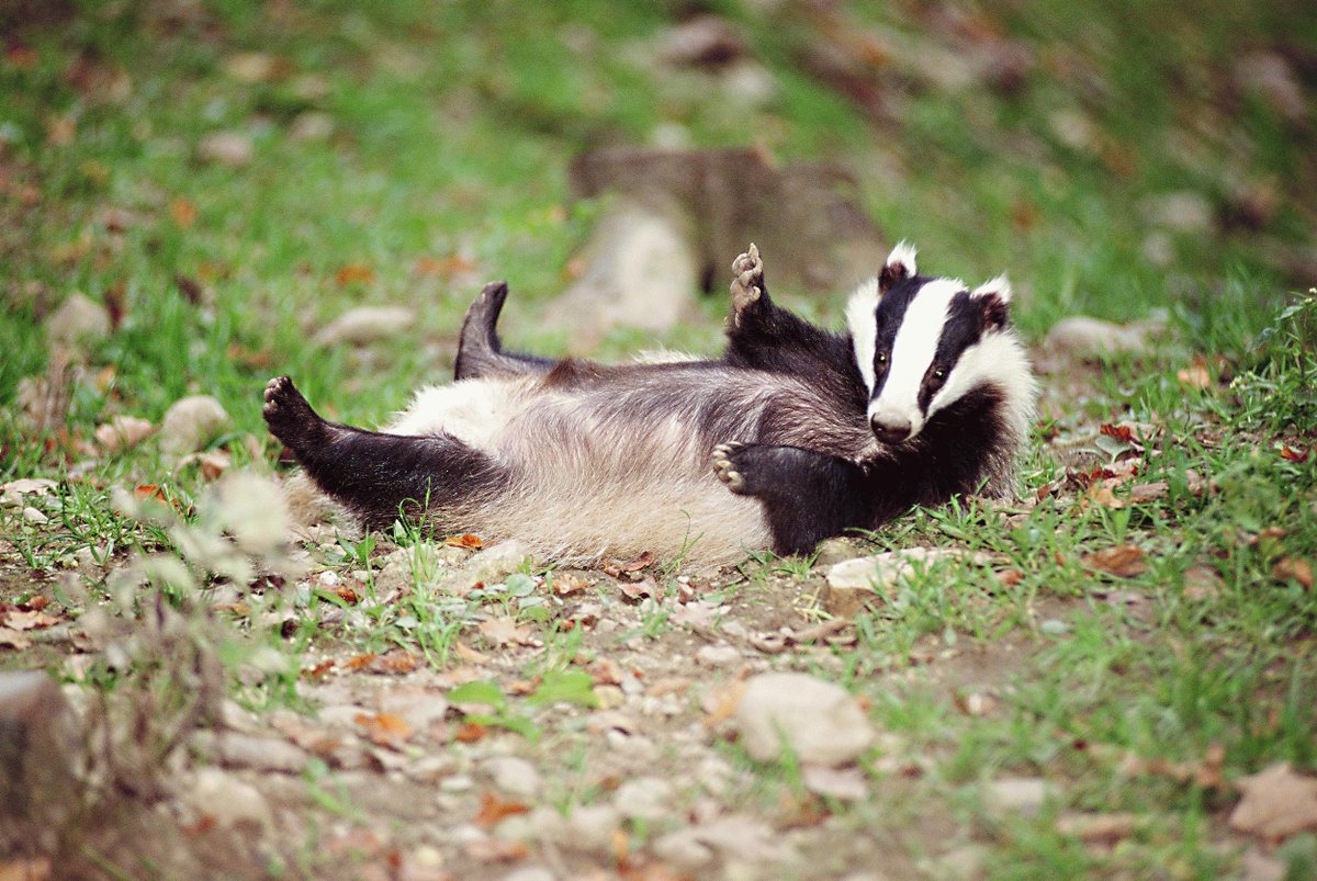 remediodeverme's tweet photo. A FOTO MAIS FOFA DE UM TEXUGO QUE VC RESPEITA.
#Texugos #Badgers #CuteAnimalTweetOff #cuteanimals https://t.co/HrpSRa0dVp