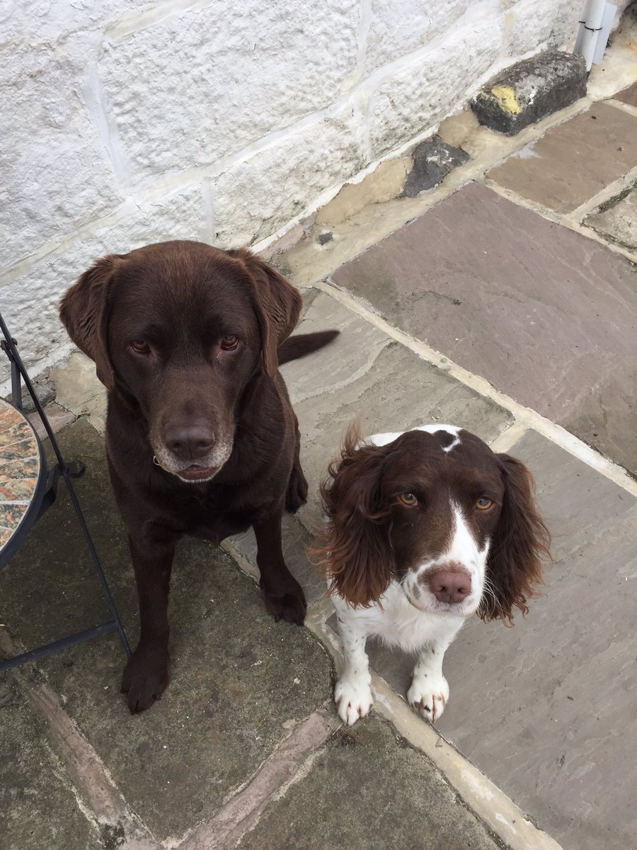 RubyRubyduby1's tweet image. Me and my friend Meg 🐶🐶😊