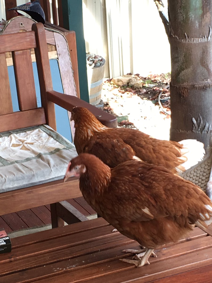 yellowdogrust's tweet photo. Never thought the day would come when I owned chooks. Never say never! Loving my girls. #backyardchooks #eggsplease #featheryfriends #chooks https://t.co/gtbHfVMpmY
