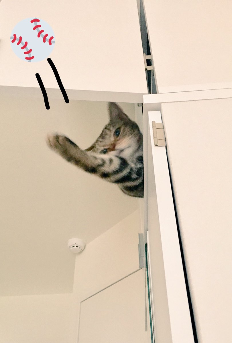 O Xrhsths ねこべや Com Sto Twitter まる太くん 投げるにゃよ ぽーん ぽて W 温度差 そんなこともある キャッチボール ねこ 猫好きさんと繋がりたい もん太 まる太 Cat Cats Catsoftwitter T Co S0ygci9m24