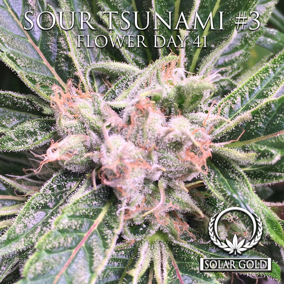 TeamSolarGold's tweet image. Today's Flower sneak peek is our Sour Tsunami #3. A special one to us here at @TeamSolarGold a high CBD strain we can't wait to share! 🌊🏝️
