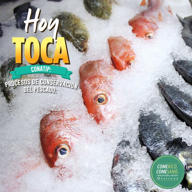 hoytocan's tweet photo. #Conatip: Procesos de conservación del pescado
Encuentra aquí la info: https://t.co/2WEhZAV2Sk
#HoyToca
@Conapesca @sagar https://t.co/GkqtVPrc9V