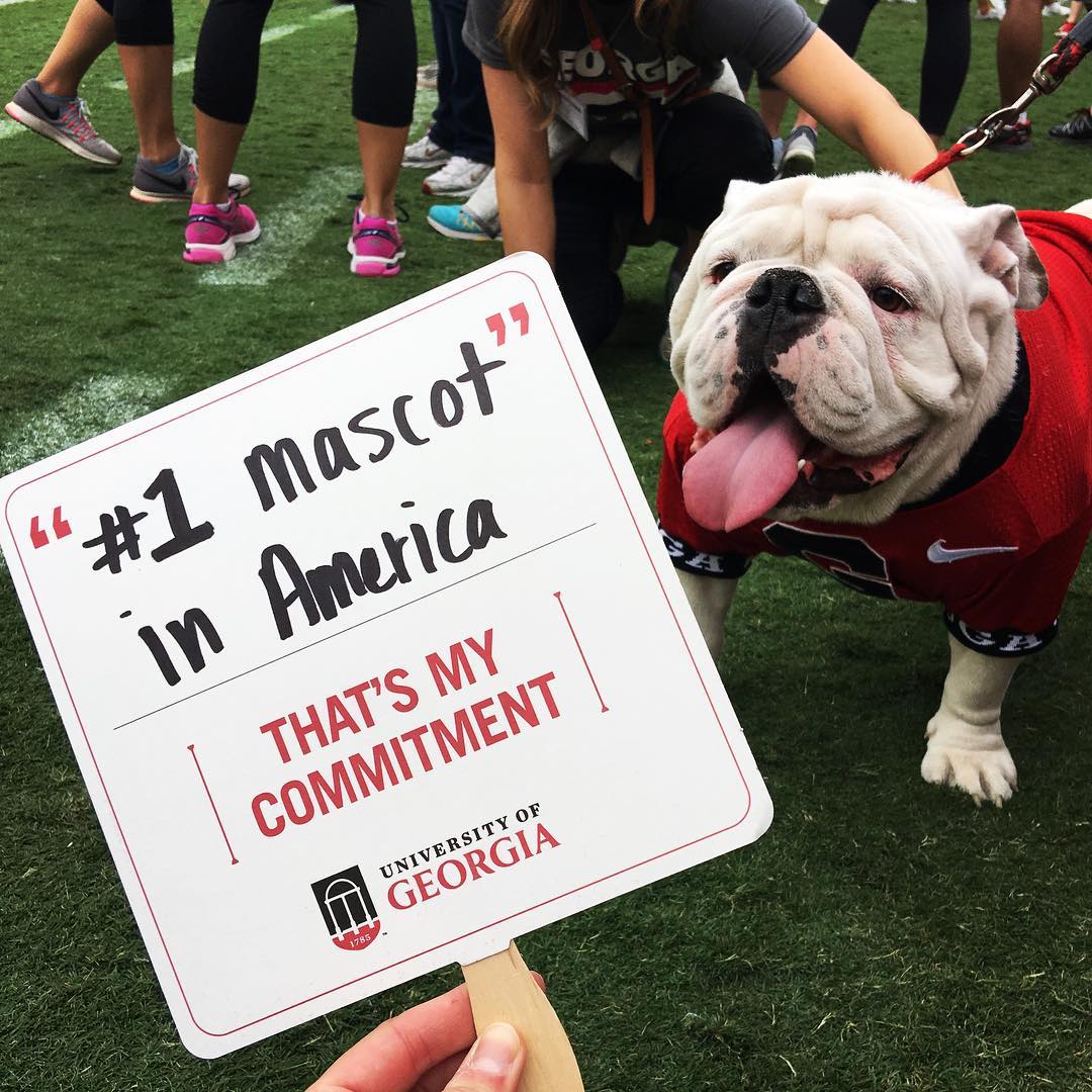 universityofga's tweet photo. 🐶 #NationalMascotDay https://t.co/REKeTi9vxw