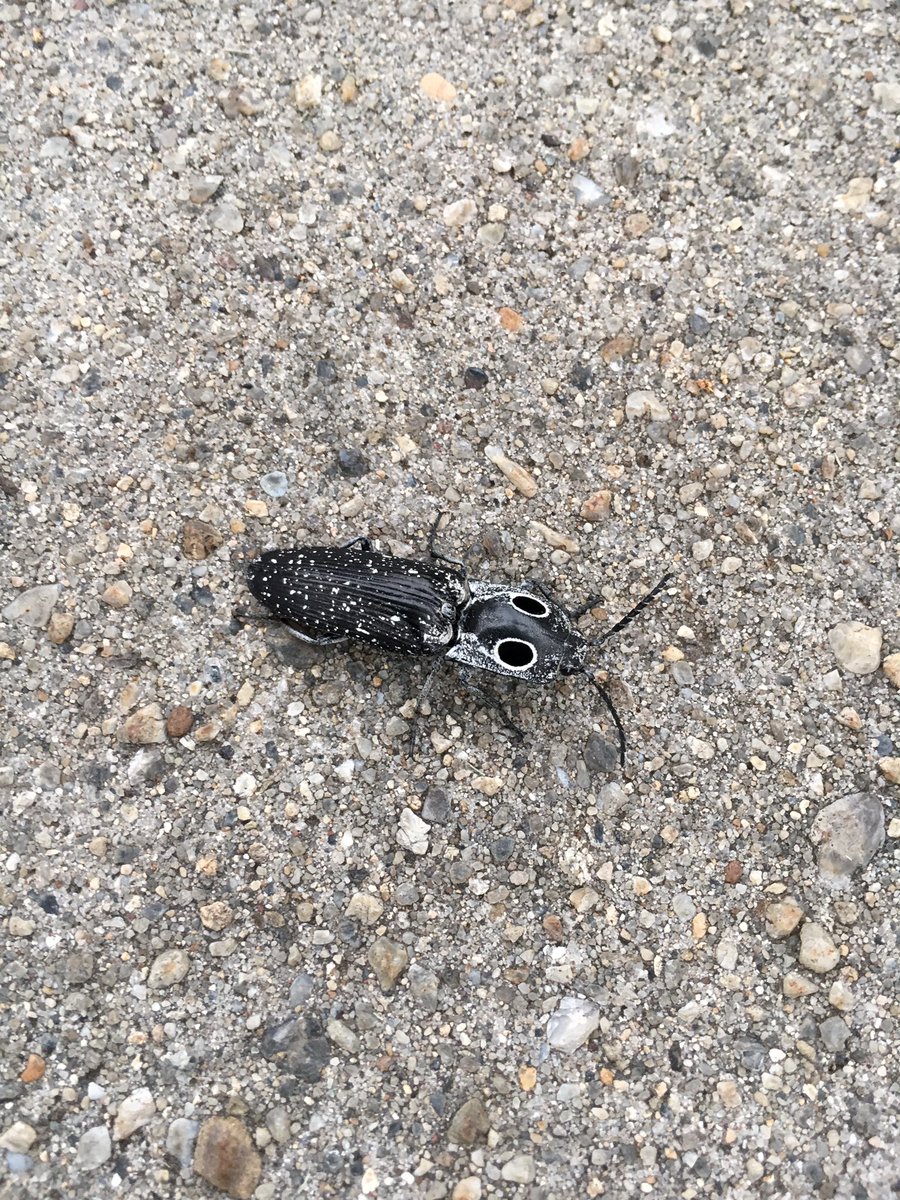 Reflection29's tweet image. #bug #strangebug #entomology