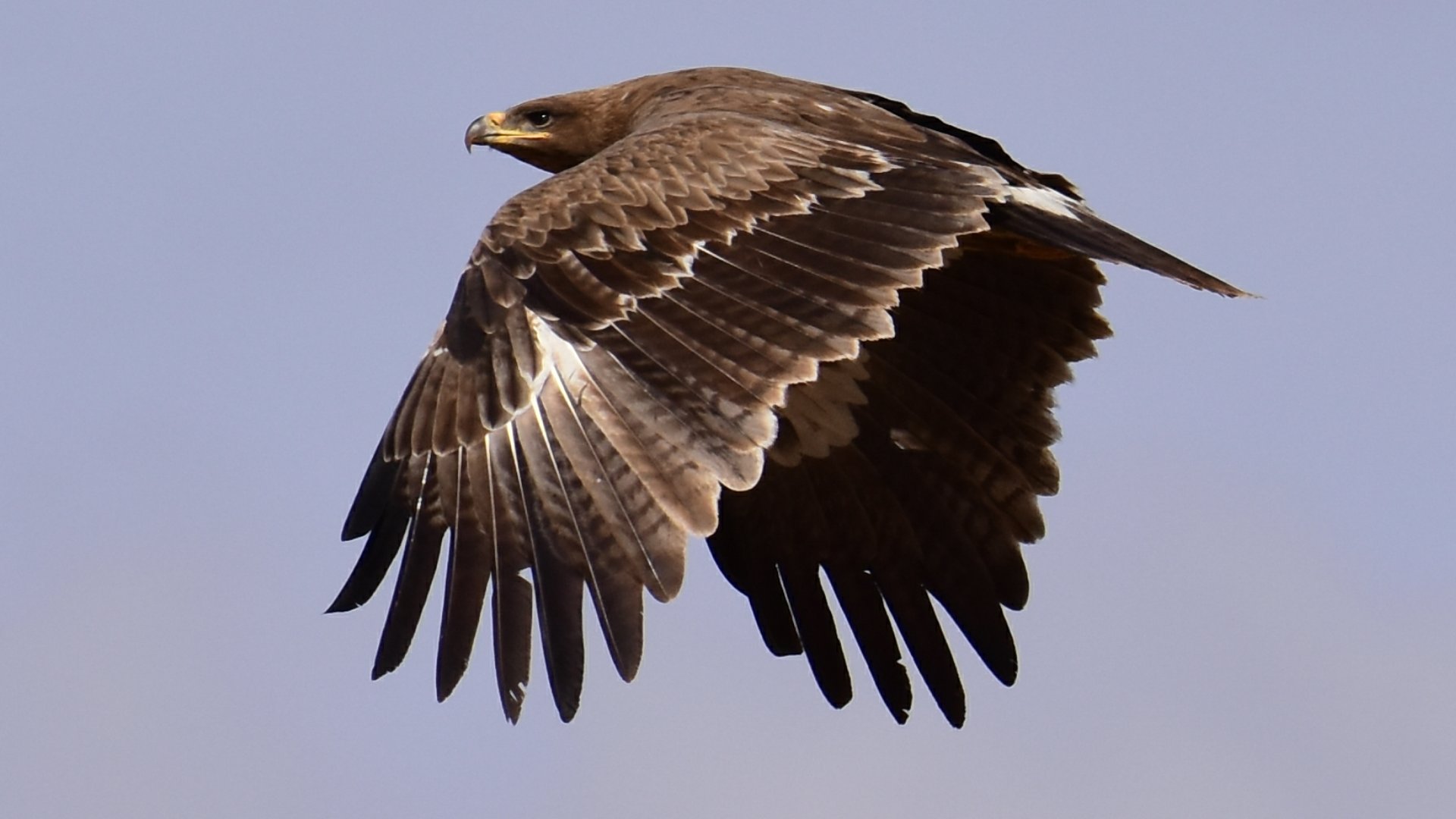 やまがら ソウゲンワシ モンゴル的普通種 こんな鷲がふっつーに飛びまくってるって凄いよね モンゴルはソウゲンワシだけでなく様々な猛禽だらけ なんてったって哺乳類だらけだからね ネズミやウサギ リスあたりは日中に普通に見まくれるレベル