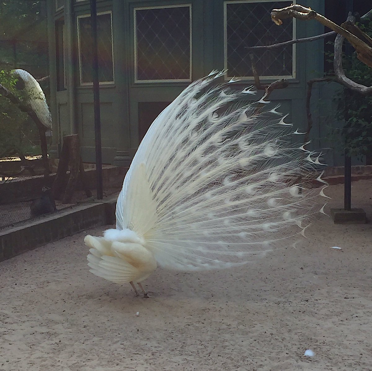 最近的我的伞的状态😐