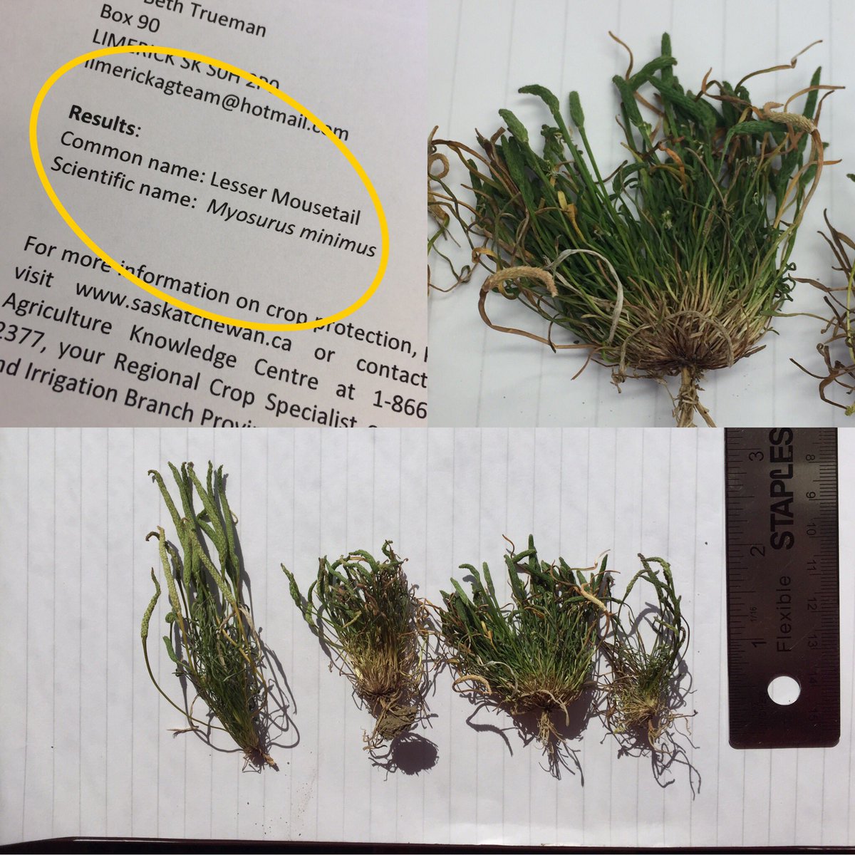 TruemanBeth's tweet photo. And now we know.....the weed that had us stumped is Lesser Mousetail.  Has to be one of the cutest named weeds out there. @Coop_Ag #weedid https://t.co/pupywQ8D2x