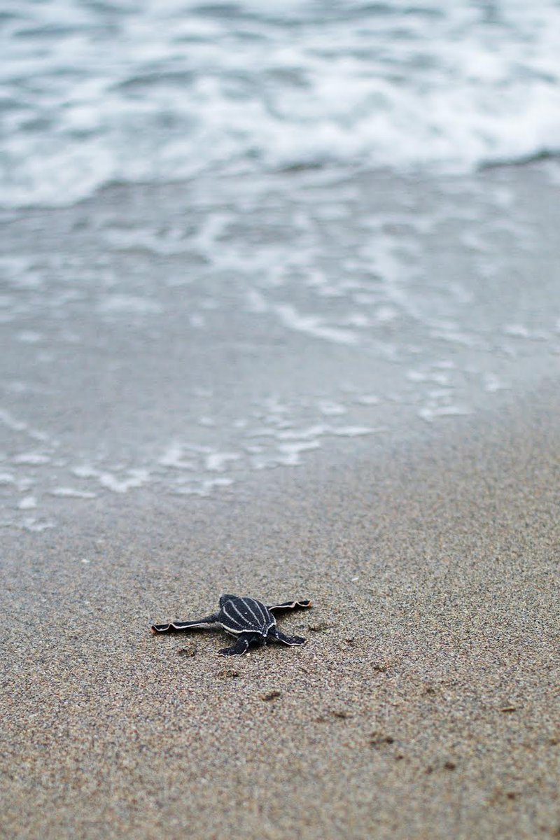 LoggerheadMC's tweet photo. Tomorrow, we ask our 46 #virtualrun participants to post a run photo, their location, and why they love to #Run4theSea. https://t.co/fNmD5xOD0p