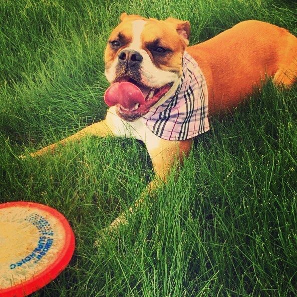 debbie_macrury's tweet image. Mira sporting her #PlaidfForDad. Love this dog! @ProstateCancerC @PCCAtlantic @StudioSaturdays