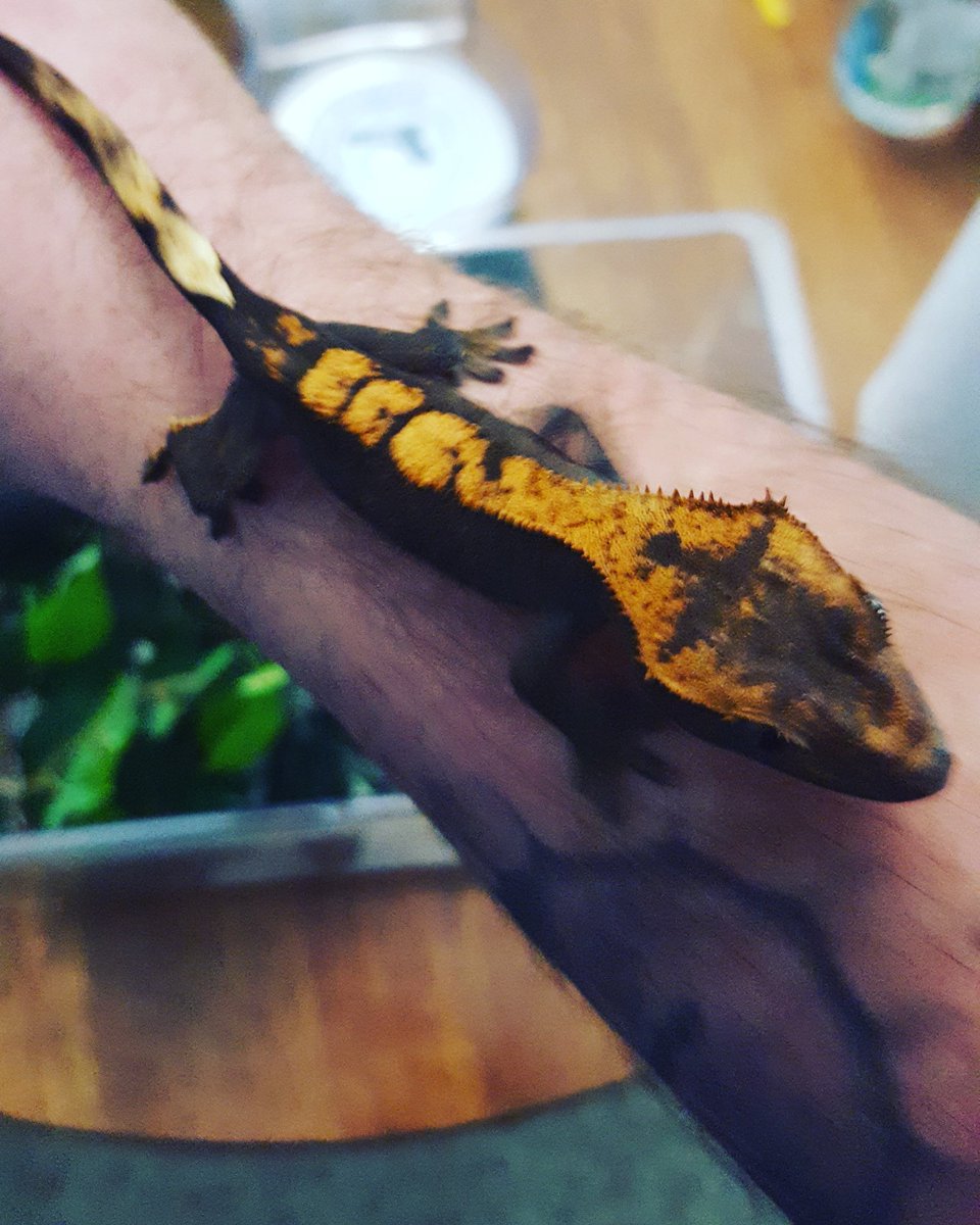 PCExotics's tweet photo. O'sirus produced here last year! #crestedgecko https://t.co/uk70LRIvdu