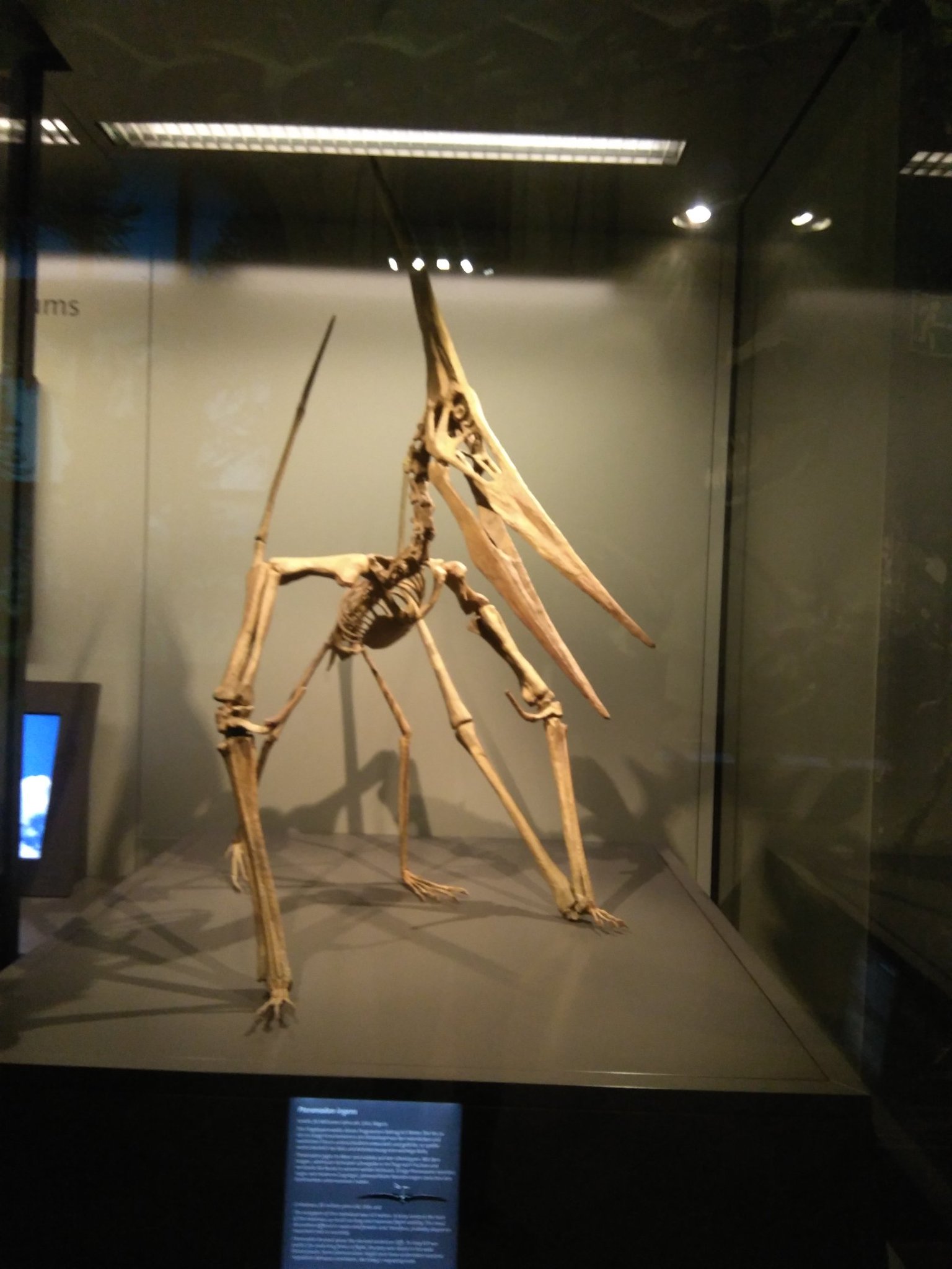 pteranodon skeleton