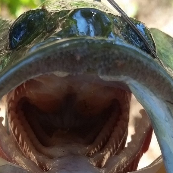 ganders6's tweet image. Chasing Bass 2017. @basSlayers1 @Wired2Fish @