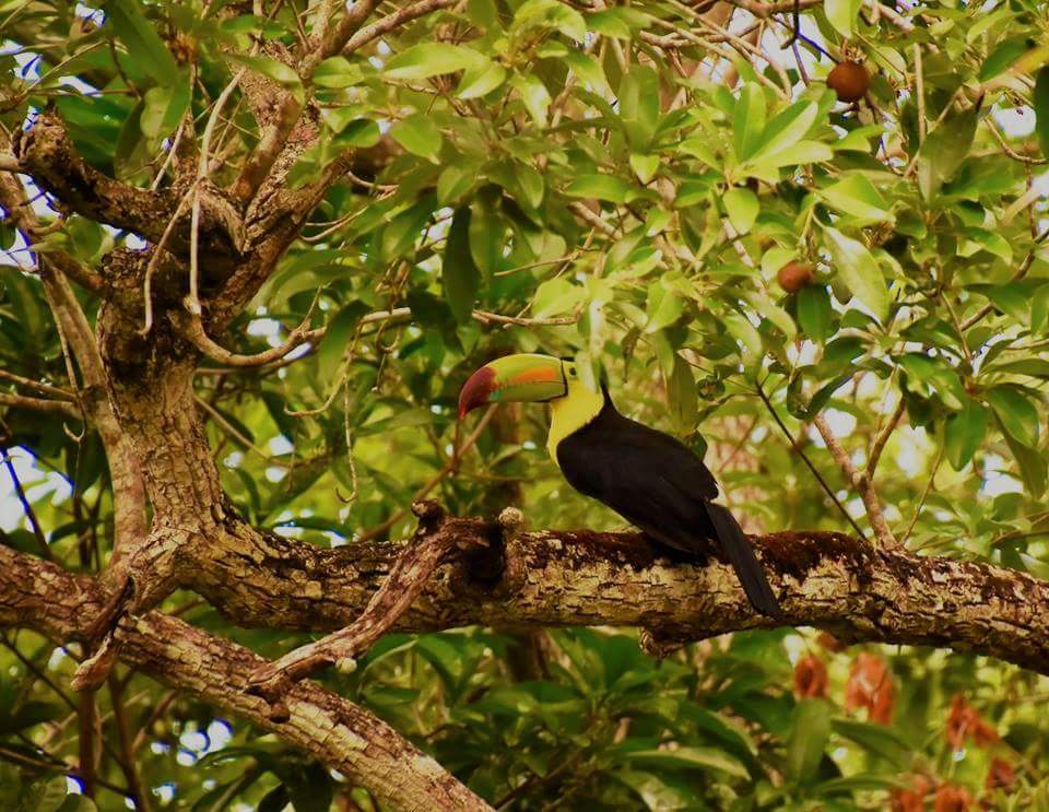 MayaAldea's tweet photo. SOLFERINO CASA DE CAMPO EN LA SELVA #AldeaMaya #Solferino  #CasaDeCampo #ElCorchal #Yucatan 
https://t.co/0DpFXJBk4y https://t.co/1PtB0egXIZ