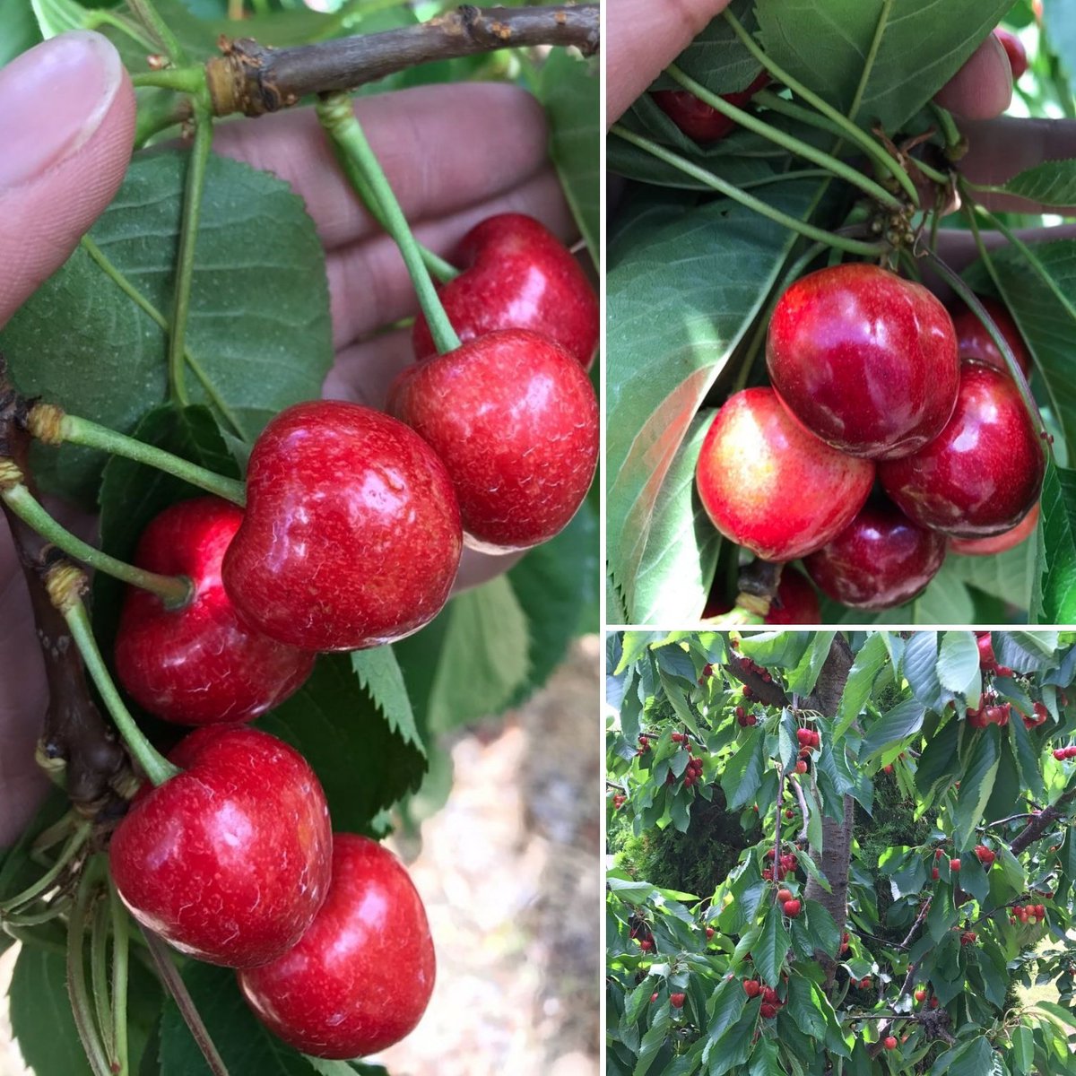 Our BC export grade cherries about 11 days from picking! 
#bc #canada #cherries #tieton #okanagan #fresh