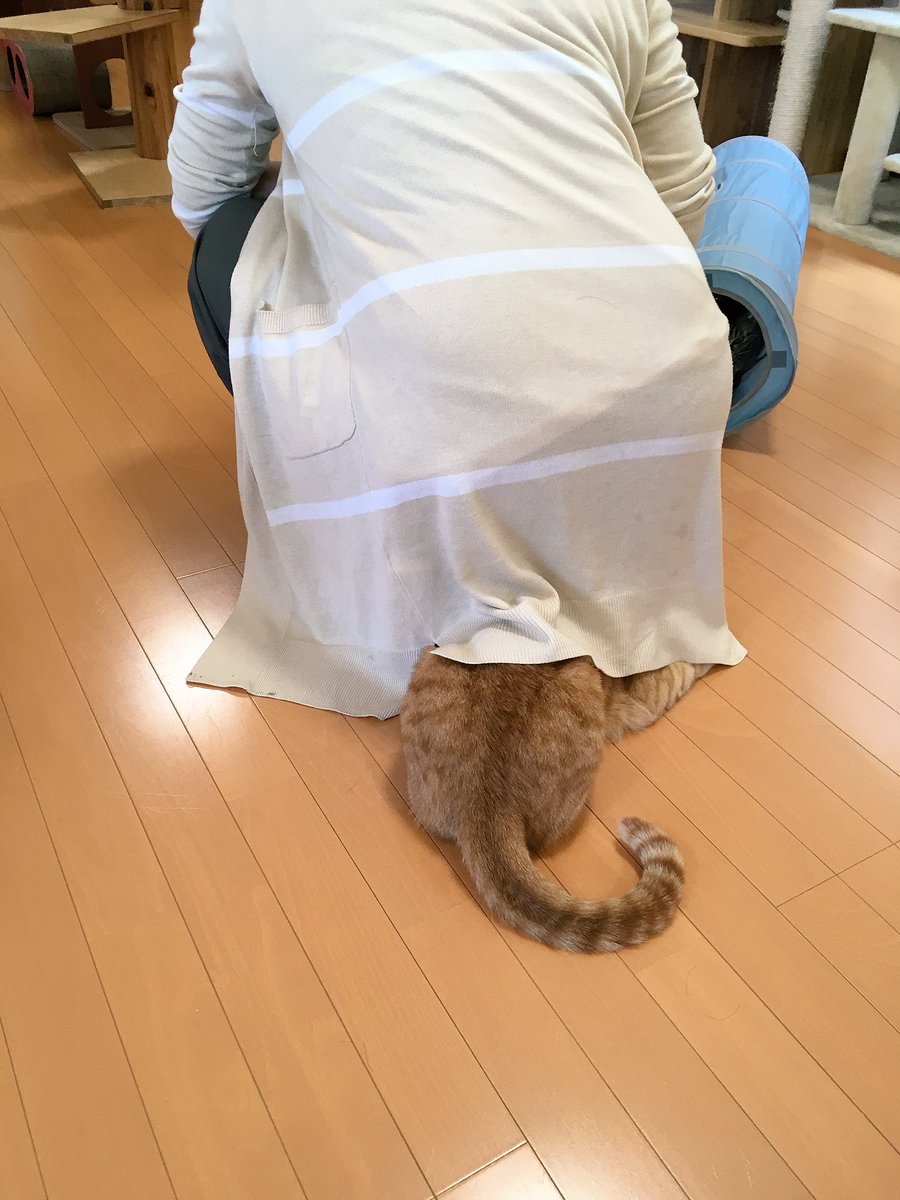 猫カフェ福ねこ 福井 בטוויטר お客様の服の下に隠れるフクくん 丸見えですよs 福井 猫カフェ 福ねこ 茶トラ