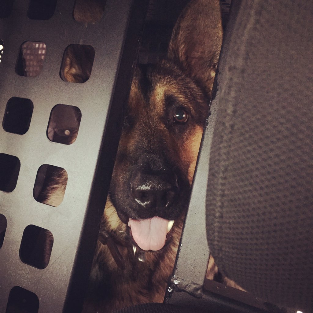 K9Kano158's tweet photo. @msc038  https://t.co/9qT8X9mQ9A