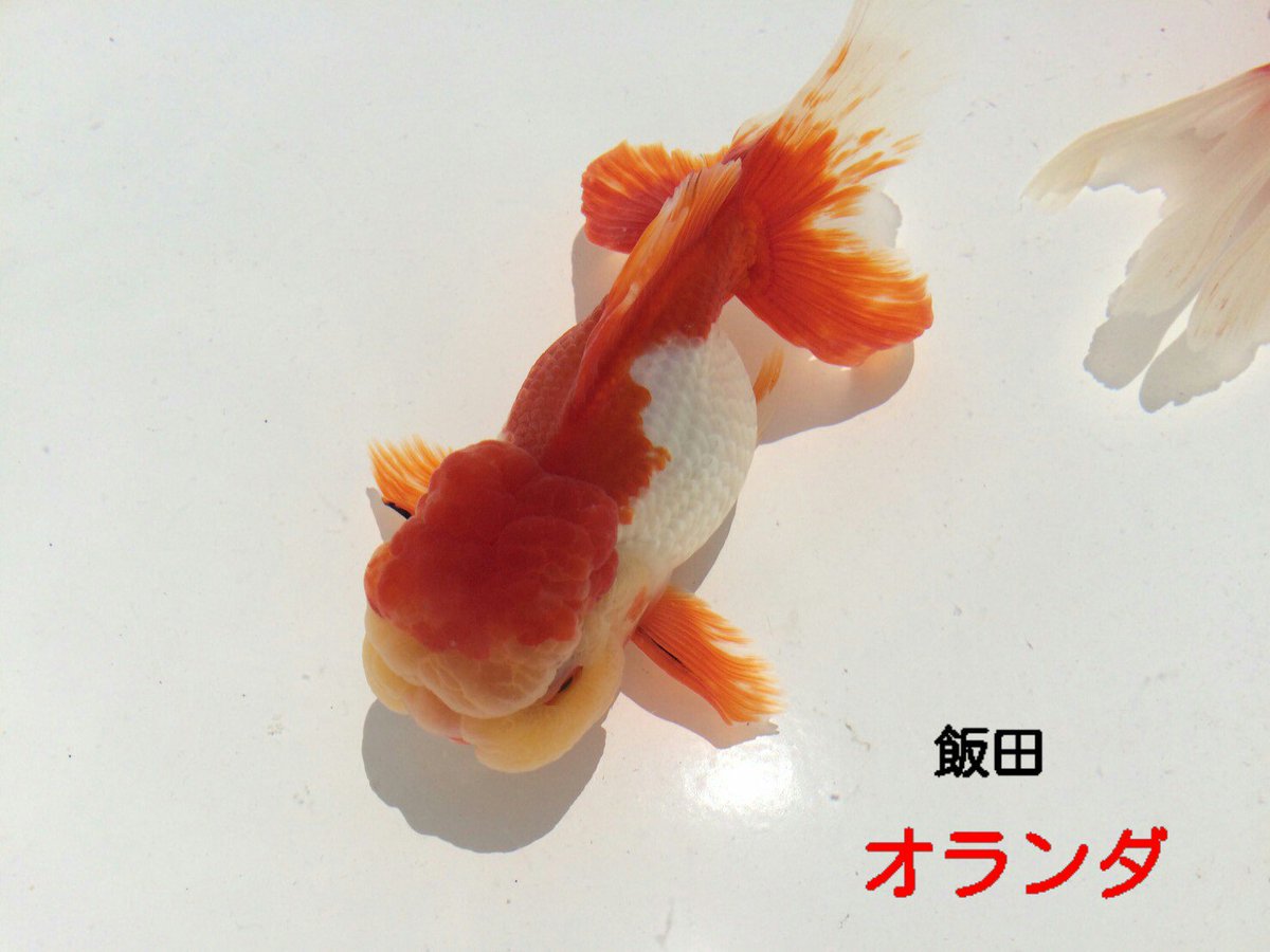 ペットウィズ吉祥寺店 Sur Twitter 東急屋上の渋谷店にて金魚 めだかすくいイベント開催中 色んな種類がいるので是非ご参加下さい 東急本店 渋谷 ペットショップ 金魚 メダカ 深見らんちゅう オーロラ 更科琉金 オランダ イベント ペットウィズ吉祥寺店 Sur Twitter 東急屋上の渋谷店にて金魚 めだかすくいイベント開催中 色んな種類がいるので是非ご参加下さい 東急本店 渋谷 ペットショップ 金魚 メダカ 深見らんちゅう オーロラ 更科琉金 オランダ イベント