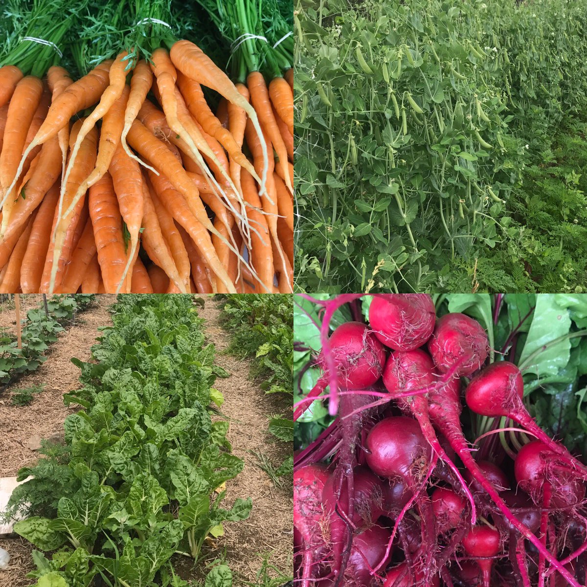uptownfoodworks's tweet photo. Here are some of the great veggies from @Belle Prairie Farm. #buylocaldc #veggielicious https://t.co/BqzascKSQW