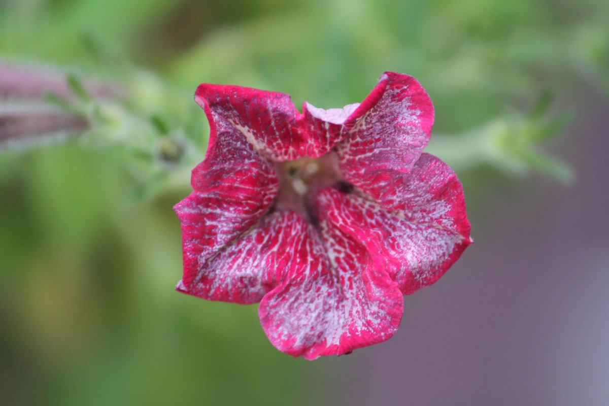 TyPatrickPhoto's tweet image. #photography #photographer #photograph #photo #picture #PictureOfTheDay #photooftheday #Canon #Flowers #nature #NaturePhotography #Pics #USA