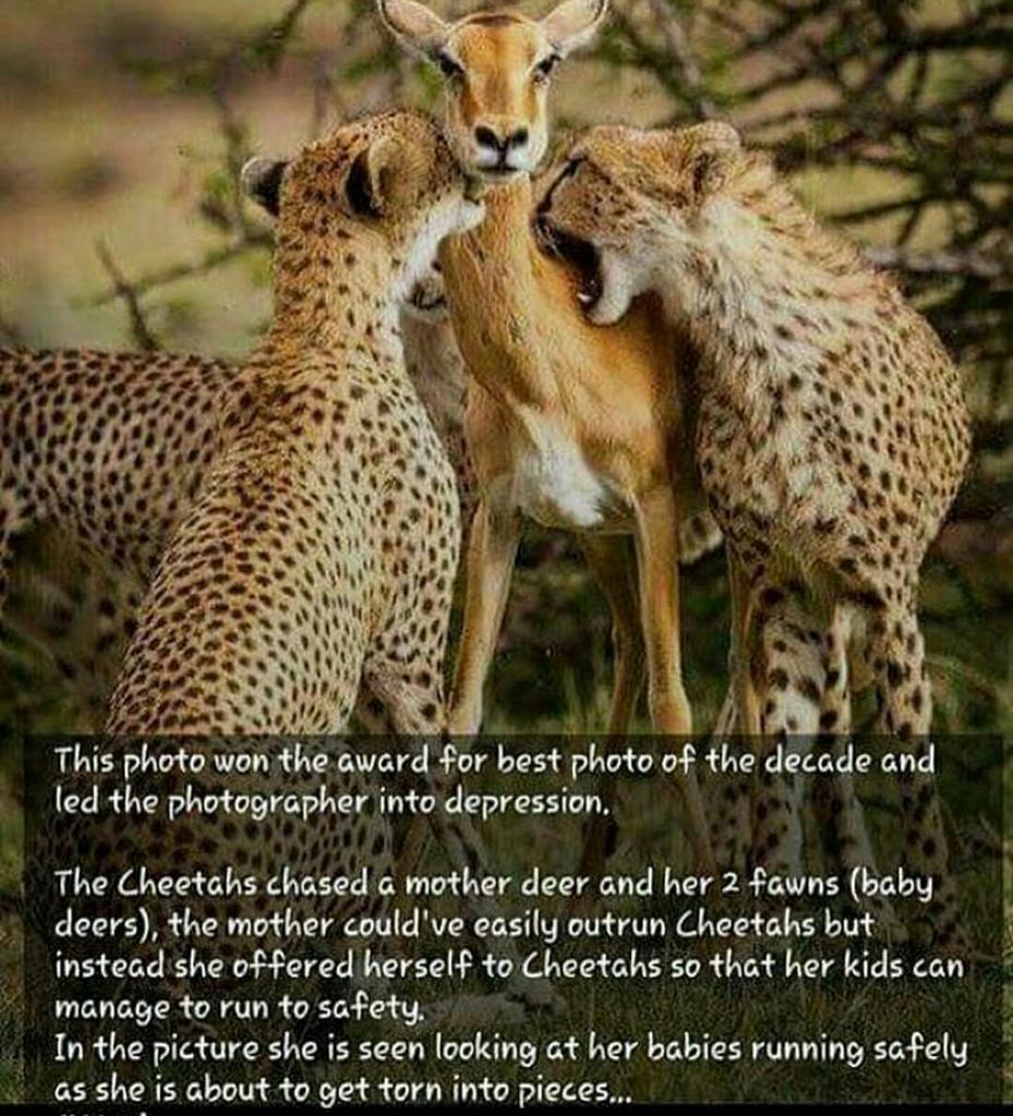 Raine4ver's tweet image. A mother's love is the greatest of all...