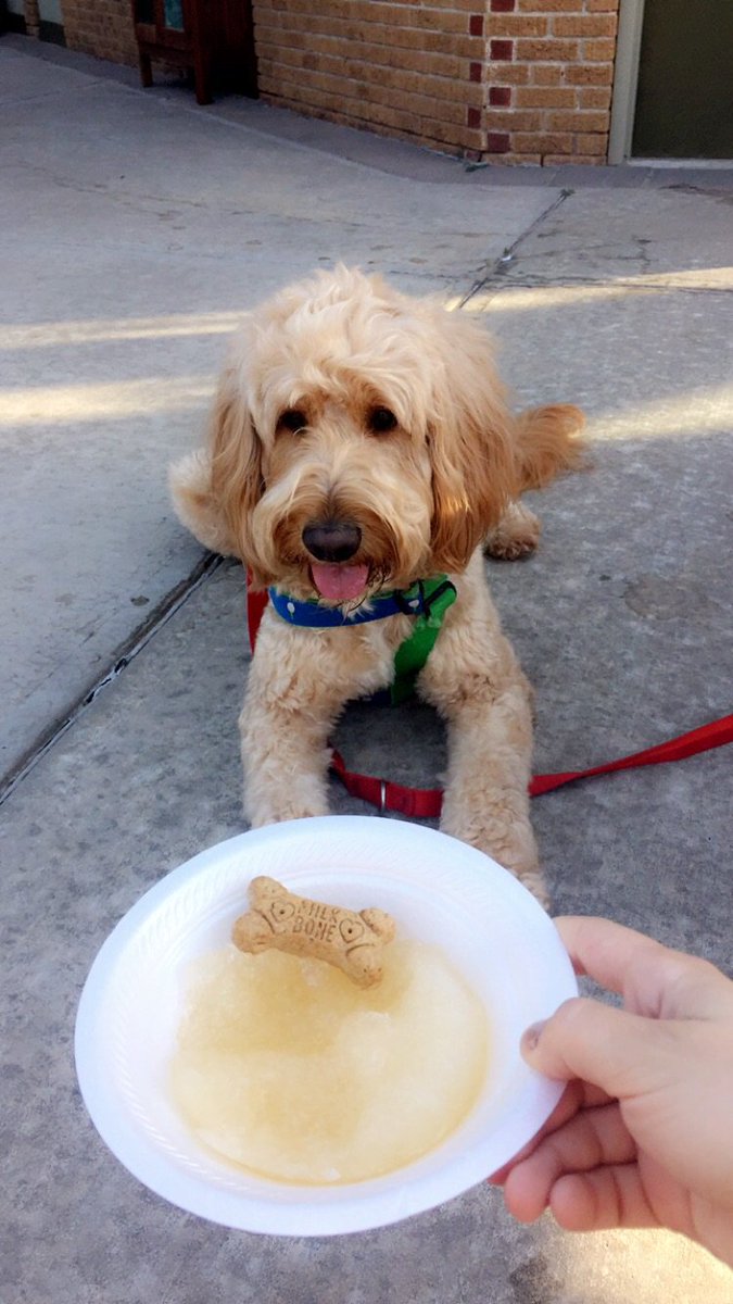 taylorfite's tweet photo. If you haven't been to @sasquatchokc in the Plaza District for a snowcone, you should! They even gave Fischer a free pupcone! So yummy. 😋 https://t.co/H8E0UkLv89