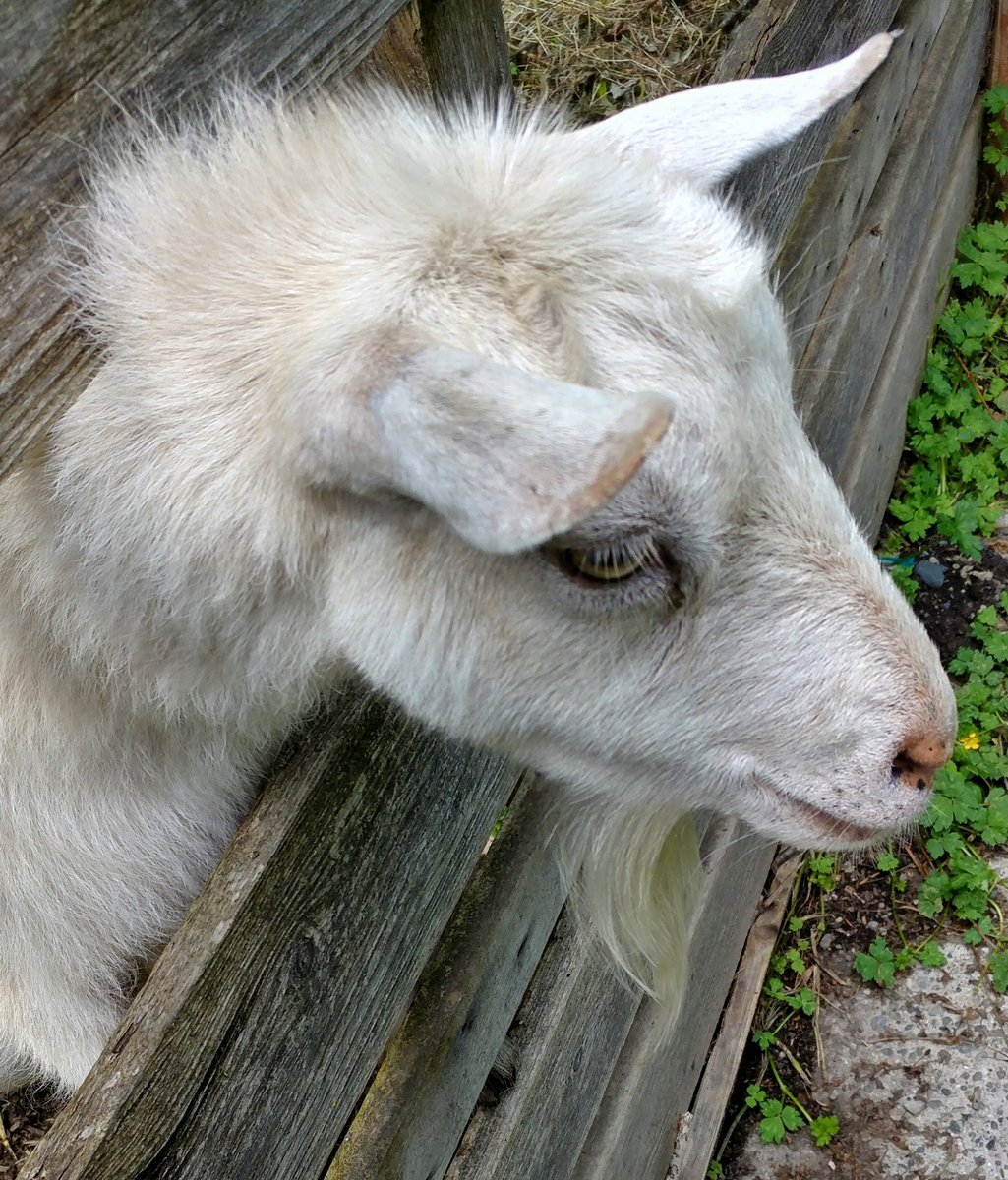 NancyPMathew's tweet image. My goat is rocking the Billy Idol look tonight 😂💞 with a rebel yell.. #sillygoat #funnyanimals #cuteanimals #farming