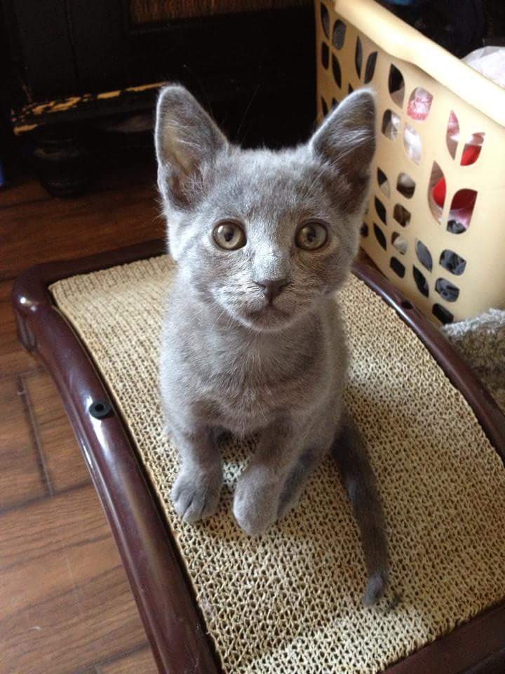 SneezyMonster's tweet photo. #FlashBackFriday to when I was cuter! #ChompLife #MeowLife https://t.co/3fgbg4wVzN