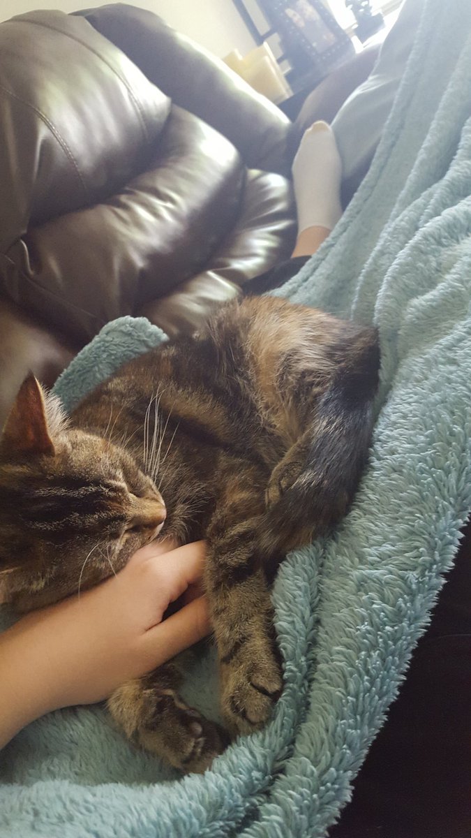 barnett3213's tweet photo. Isn't she cute stealing my hand and shit https://t.co/IPxT0SUD6w