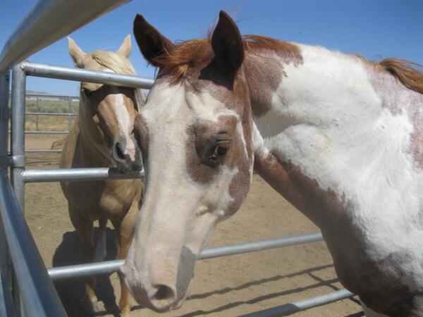 my horses https://t.co/PdxWcD3BuZ