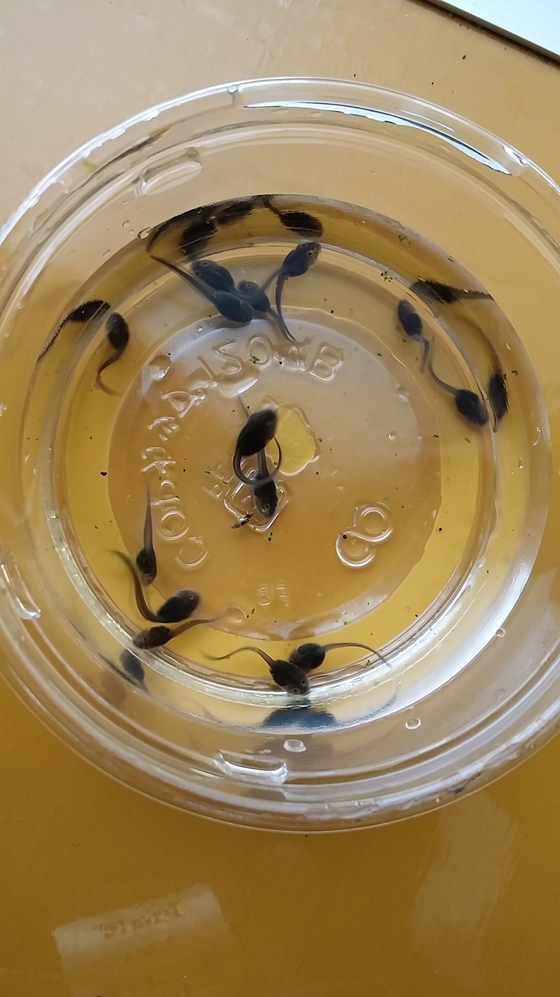 八ケロ カエルブリード研究所 アフリカウシガエルオタマジャクシも居ますよ あの巨大なカエルのオタマジャクシです まだ１年に1 2回しか流通しない貴重なオタマジャクシです まだ小さいですが非常に成長が早く3週間後にはトノサマガエル