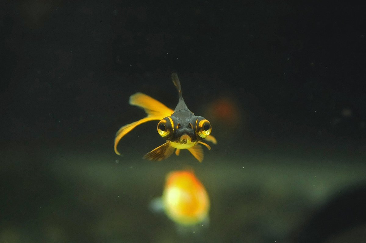 東京タワー水族館 でした בטוויטר 金魚の水槽にいる出目金に注目 真っ黒に混じって赤 黒マーブル模様もいます 正面顔がキュートっ O