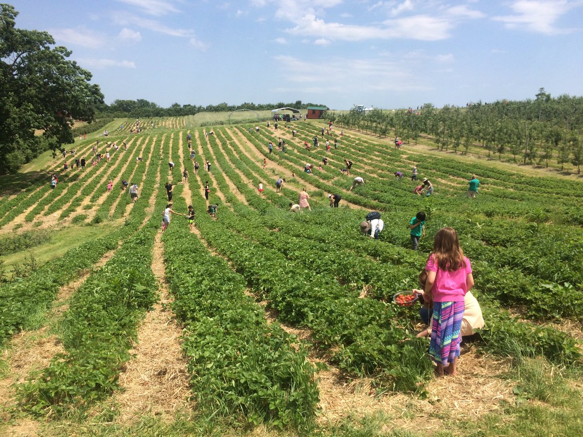 Come pick strawberries with us tomorrow from 9am-3pm! #soergelorchards #upick #FarmLife